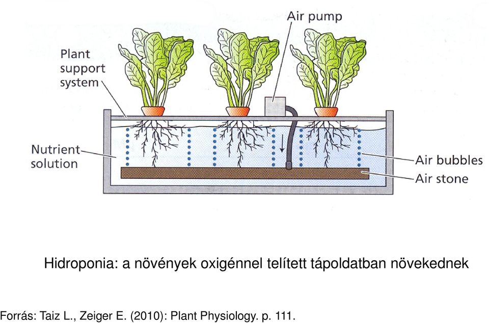 növekednek Forrás: Taiz L.