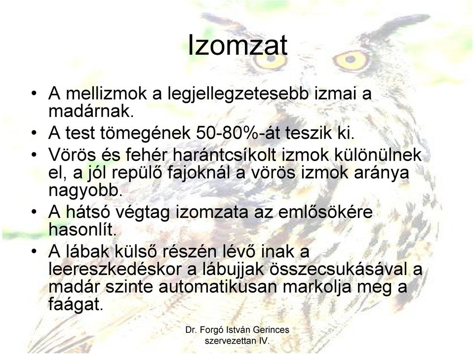 Vörös és fehér harántcsíkolt izmok különülnek el, a jól repülő fajoknál a vörös izmok aránya