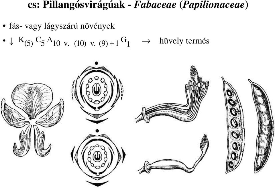 lágyszárú növények K (5) C 5 A