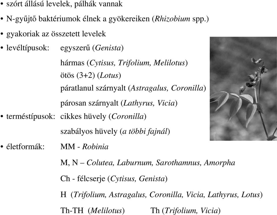szárnyalt (Astragalus, Coronilla) párosan szárnyalt (Lathyrus, Vicia) terméstípusok: cikkes hüvely (Coronilla) szabályos hüvely (a többi