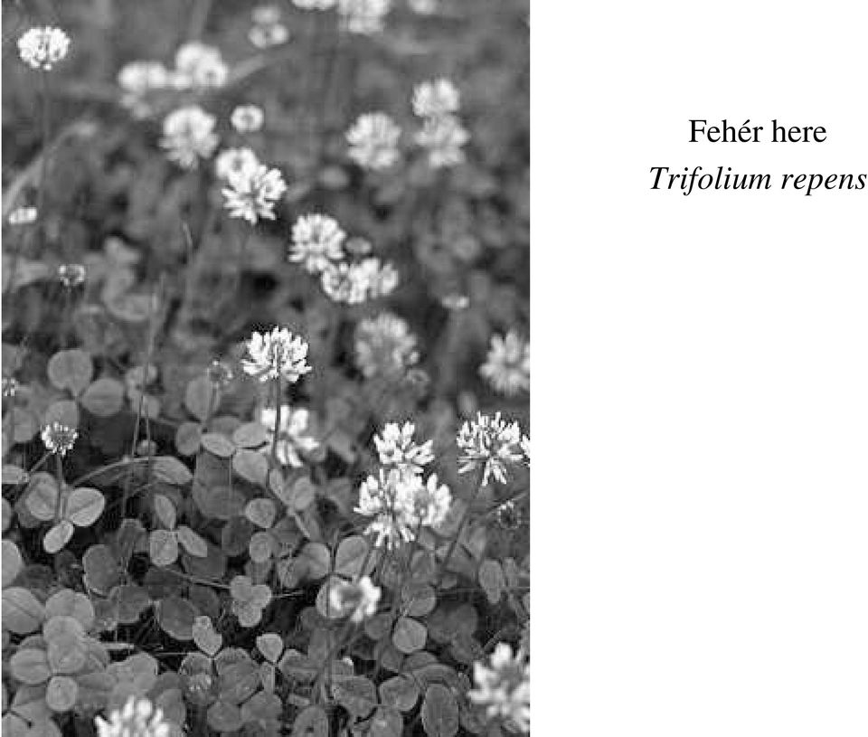 Trifolium