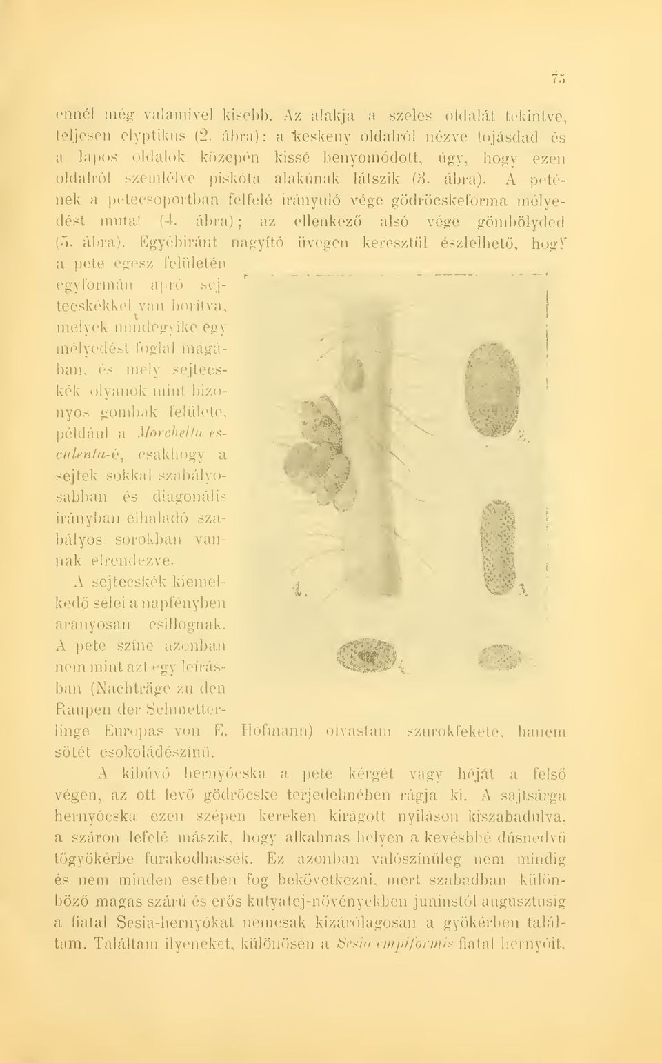 A petének a petecsoportban felfelé irányuló vége gödröcskeforma mélyedést mutat (4. ábra) 