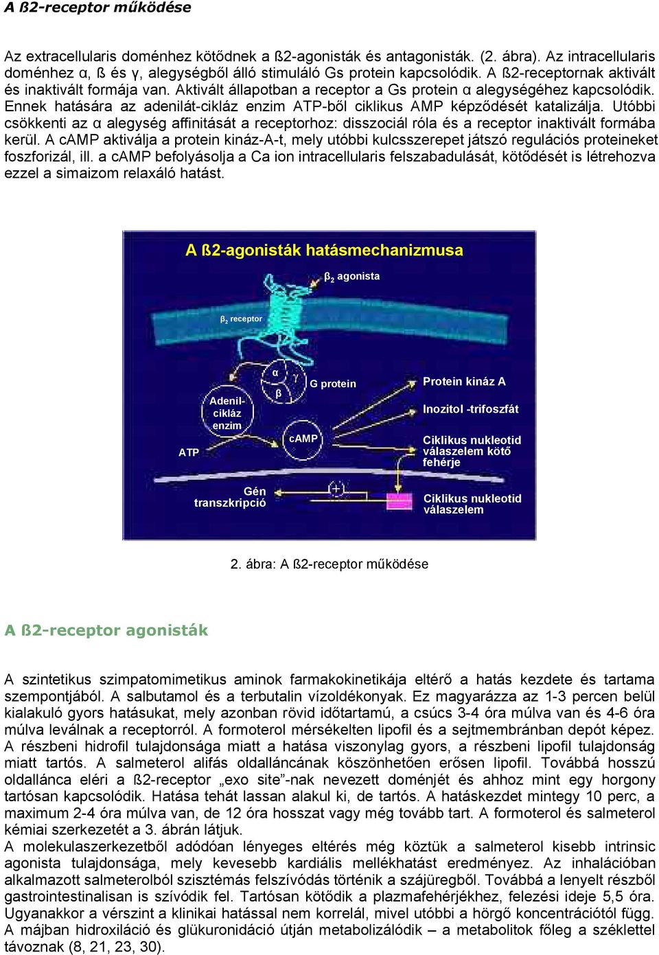 Utóbbi csökkenti az α alegység affinitását a receptorhoz: disszociál róla és a receptor inaktivált formába kerül.