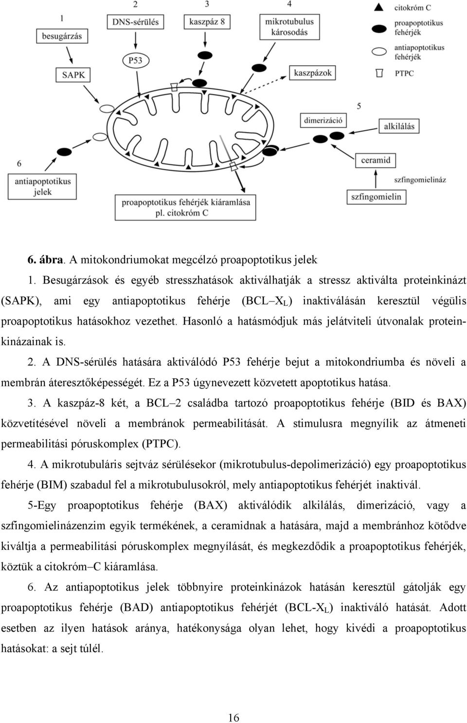 vezethet. Hasonló a hatásmódjuk más jelátviteli útvonalak proteinkinázainak is. 2. A DNS-sérülés hatására aktiválódó P53 fehérje bejut a mitokondriumba és növeli a membrán áteresztőképességét.