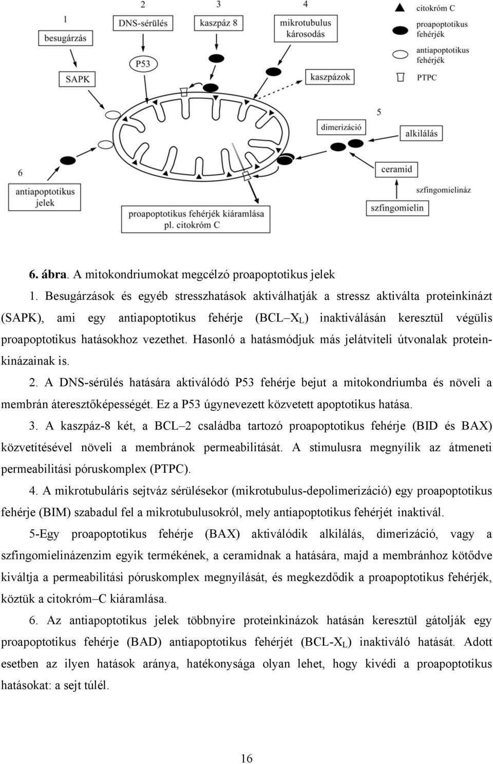 vezethet. Hasonló a hatásmódjuk más jelátviteli útvonalak proteinkinázainak is. 2. A DNS-sérülés hatására aktiválódó P53 fehérje bejut a mitokondriumba és növeli a membrán áteresztőképességét.