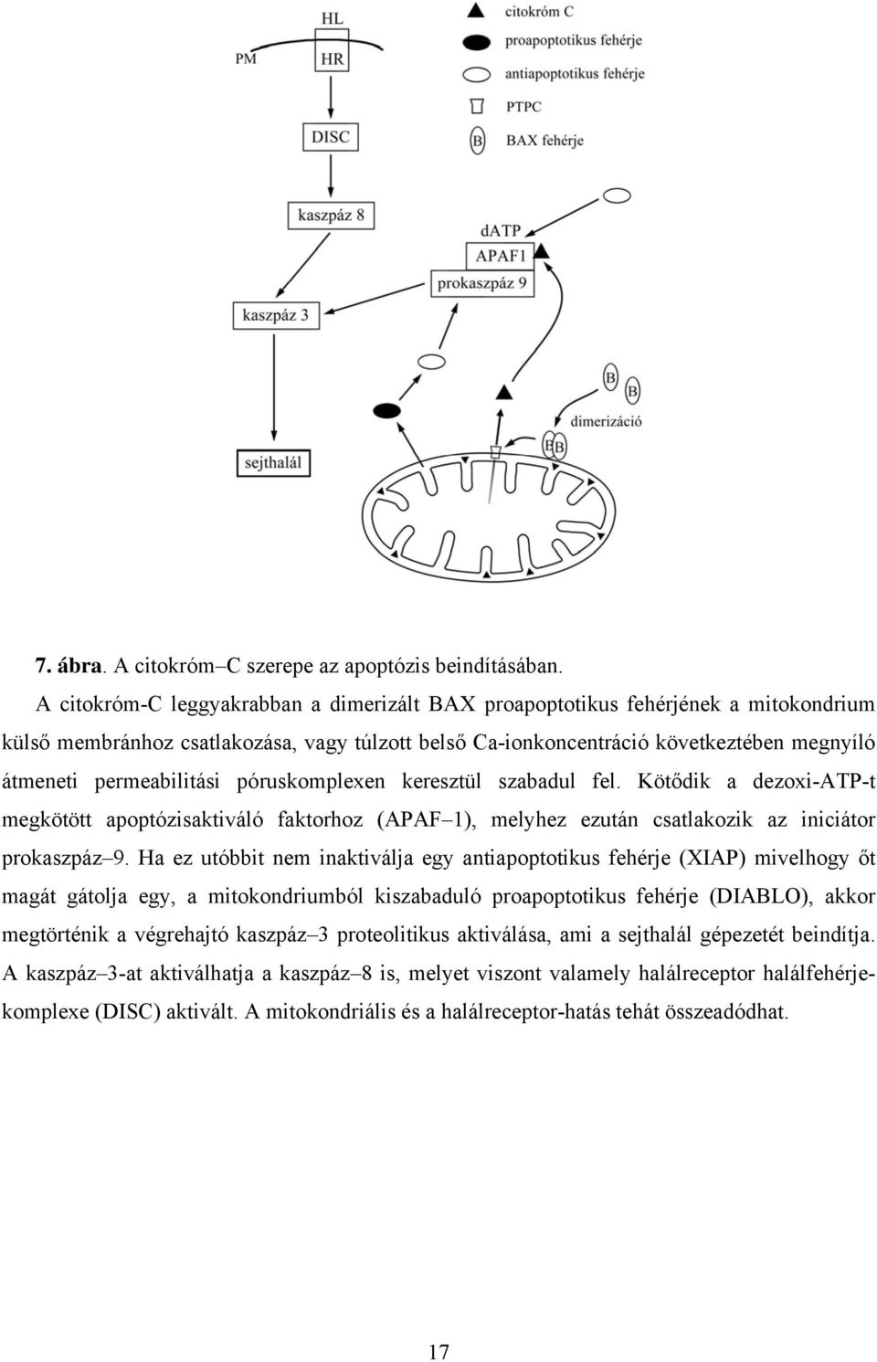 permeabilitási póruskomplexen keresztül szabadul fel. Kötődik a dezoxi-atp-t megkötött apoptózisaktiváló faktorhoz (APAF 1), melyhez ezután csatlakozik az iniciátor prokaszpáz 9.