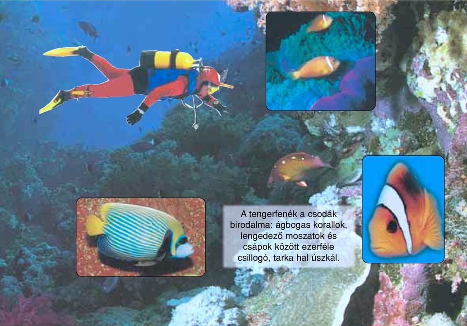 lengedezõ moszatok és csápok