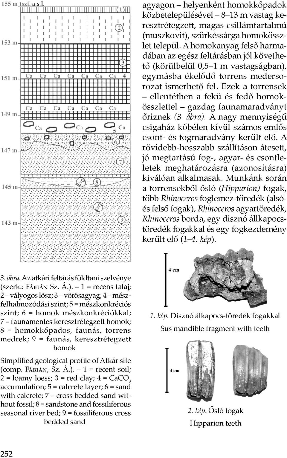 Ezek a torrensek ellentétben a fekü és fedő homokösszlettel gazdag faunamaradványt őriznek (3. ábra). A nagy mennyiségű csigaház kőbélen kívül számos emlős csont- és fogmaradvány került elő.