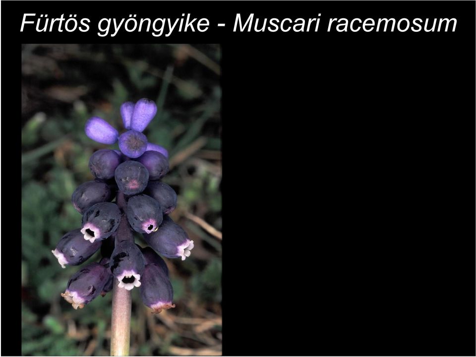 - Muscari