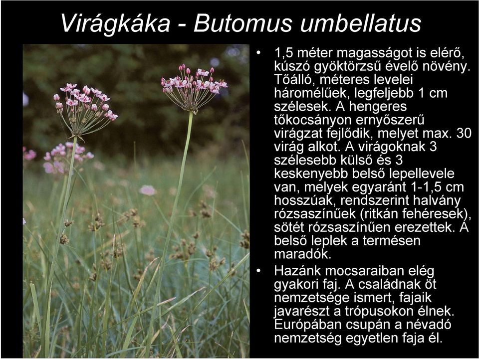 A virágoknak 3 szélesebb külső és 3 keskenyebb belső lepellevele van, melyek egyaránt 1-1,5 cm hosszúak, rendszerint halvány rózsaszínűek (ritkán