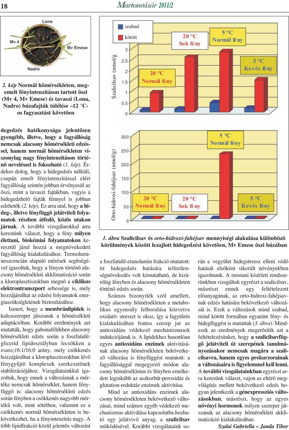 jelentõsen gyengébb, illetve, hogy a fagyállóság nemcsak alacsony hõmérsékleti edzéssel, hanem normál hõmérsékleten viszonylag nagy fényintenzitáson történõ neveléssel is fokozható (1. kép).
