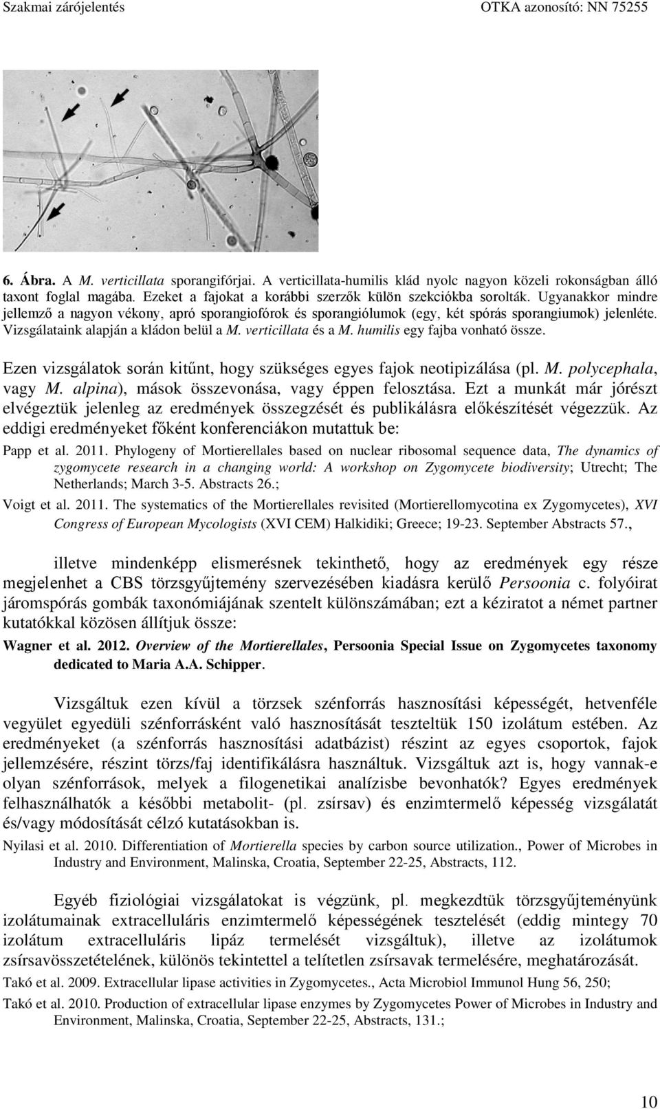 humilis egy fajba vonható össze. Ezen vizsgálatok során kitűnt, hogy szükséges egyes fajok neotipizálása (pl. M. polycephala, vagy M. alpina), mások összevonása, vagy éppen felosztása.