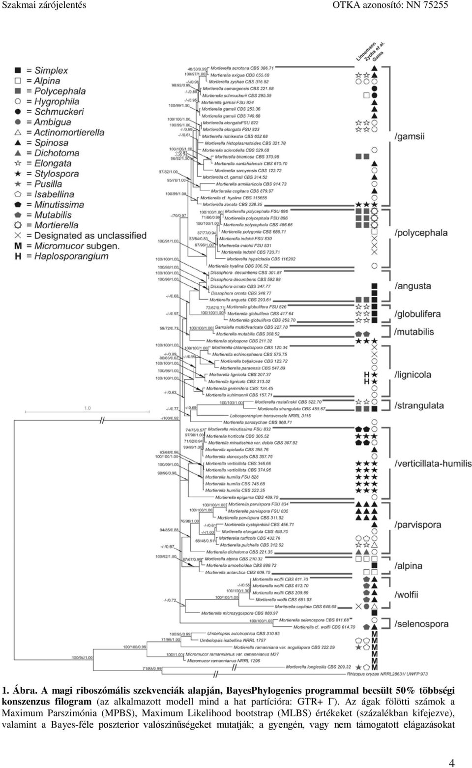 filogram (az alkalmazott modell mind a hat partícióra: GTR+ Γ).