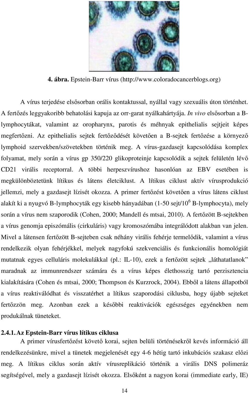 Az epithelialis sejtek fertőződését követően a B-sejtek fertőzése a környező lymphoid szervekben/szövetekben történik meg.