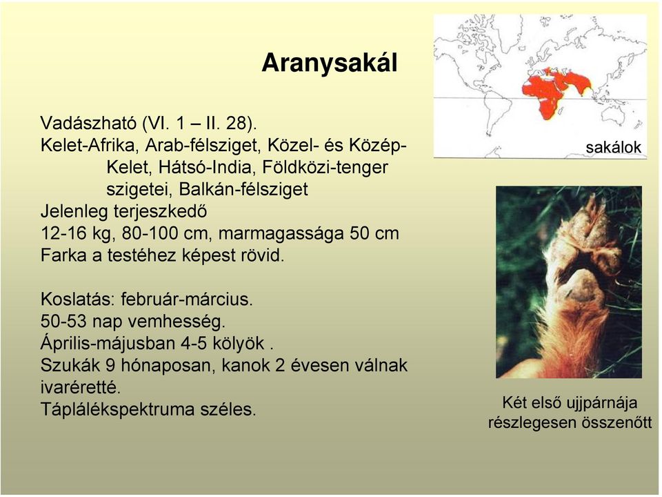 Jelenleg terjeszkedő 12-16 kg, 80-100 cm, marmagassága 50 cm Farka a testéhez képest rövid.