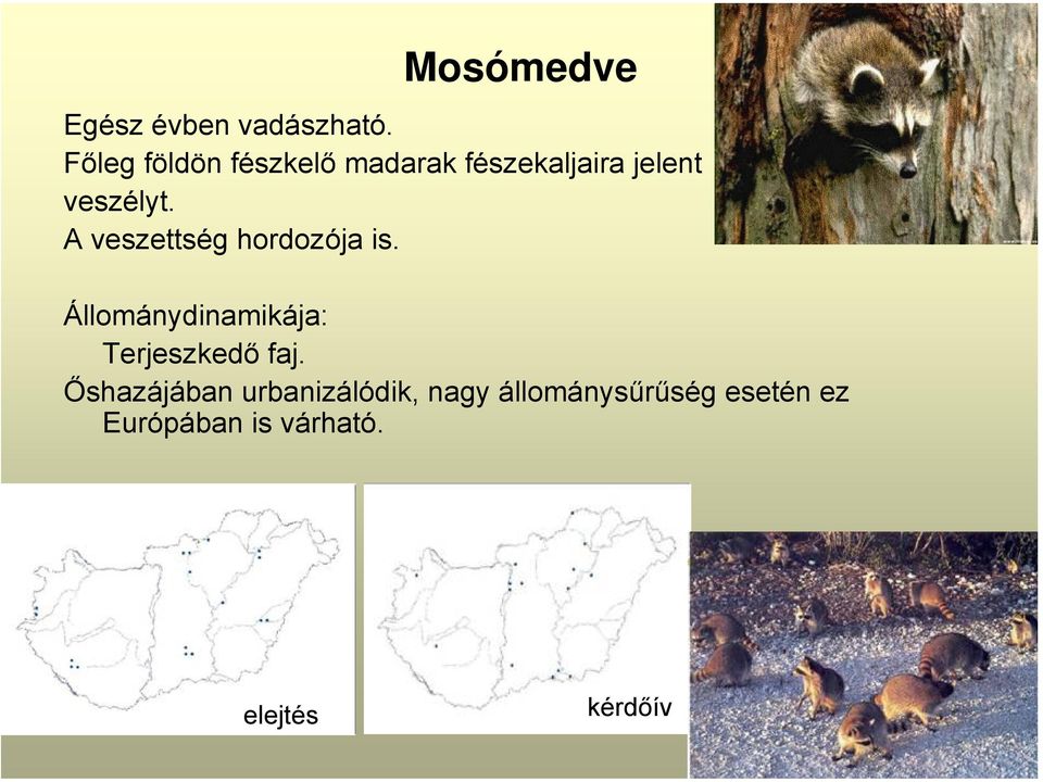 A veszettség hordozója is. Állománydinamikája: Terjeszkedő faj.