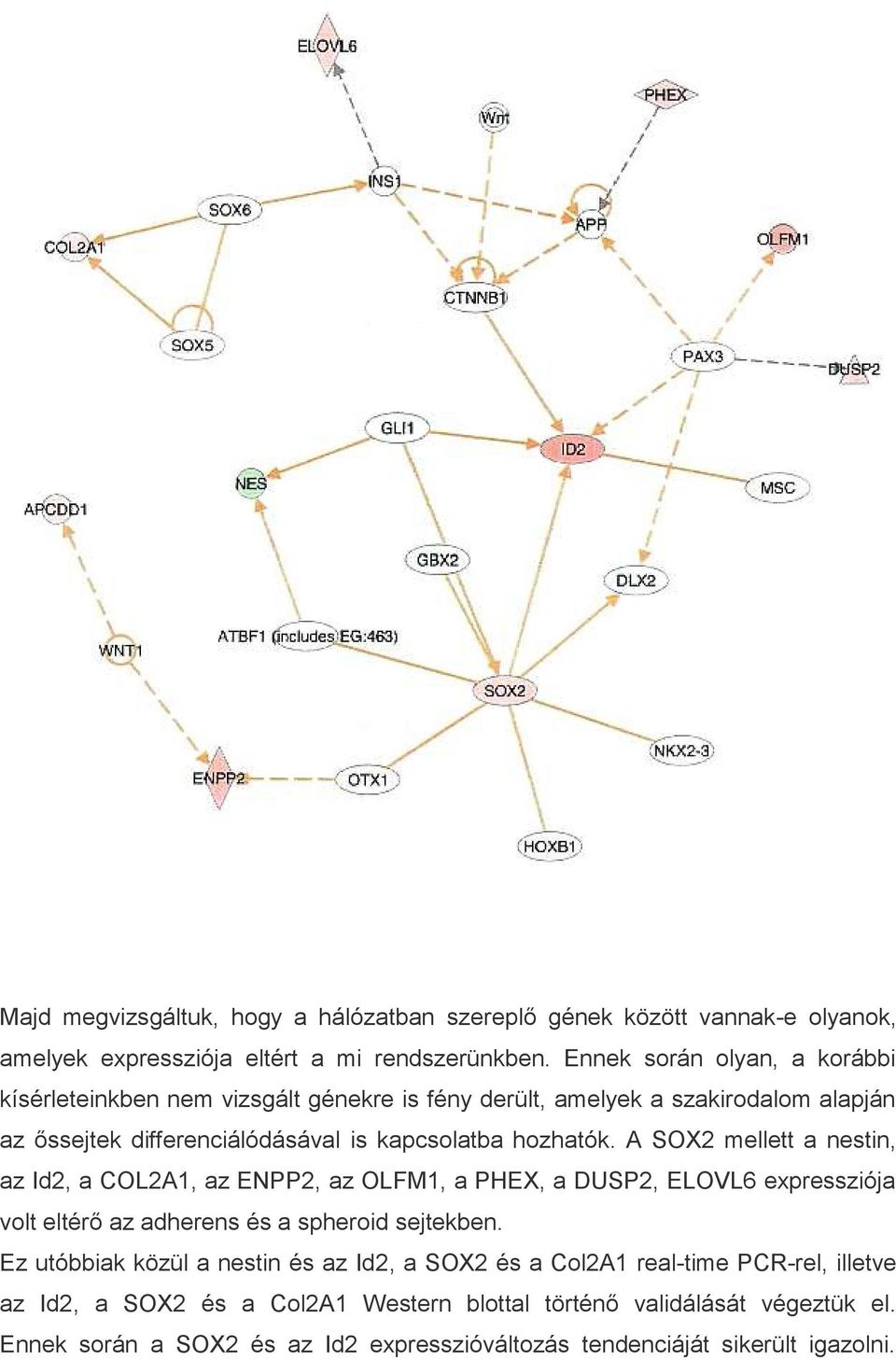 A SOX2 mellett a nestin, az Id2, a COL2A1, az ENPP2, az OLFM1, a PHEX, a DUSP2, ELOVL6 expressziója volt eltérő az adherens és a spheroid sejtekben.