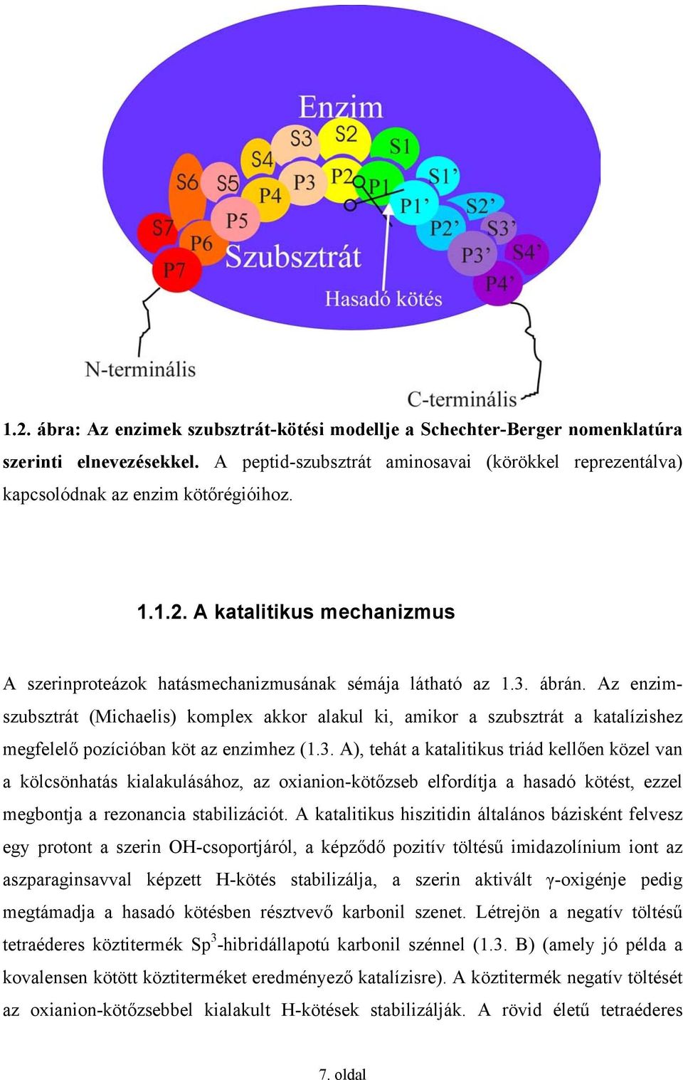 Az enzimszubsztrát (Michaelis) komplex akkor alakul ki, amikor a szubsztrát a katalízishez megfelelő pozícióban köt az enzimhez (1.3.