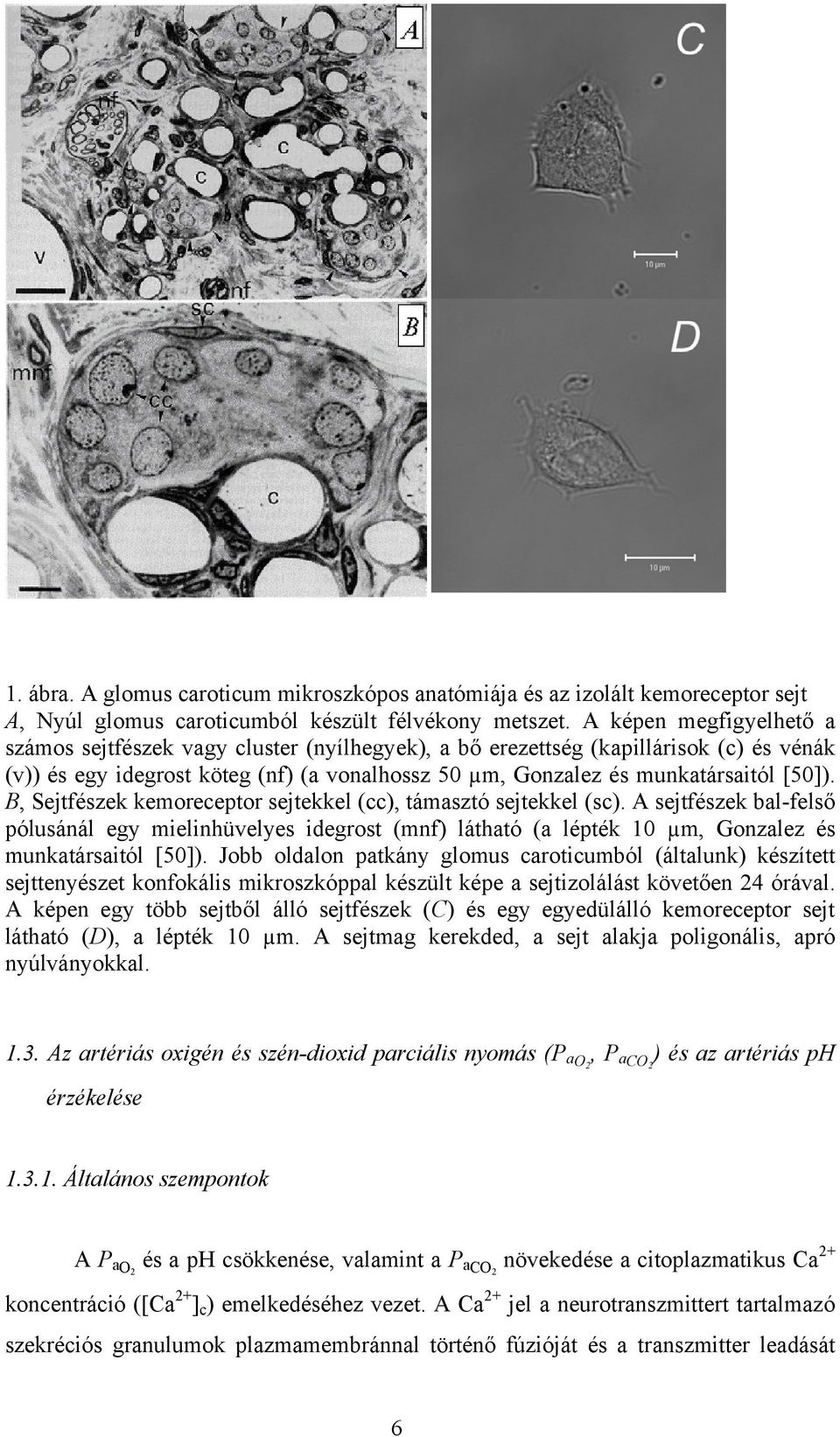 B, Sejtfészek kemoreceptor sejtekkel (cc), támasztó sejtekkel (sc). A sejtfészek bal-felső pólusánál egy mielinhüvelyes idegrost (mnf) látható (a lépték 10 µm, Gonzalez és munkatársaitól [50]).