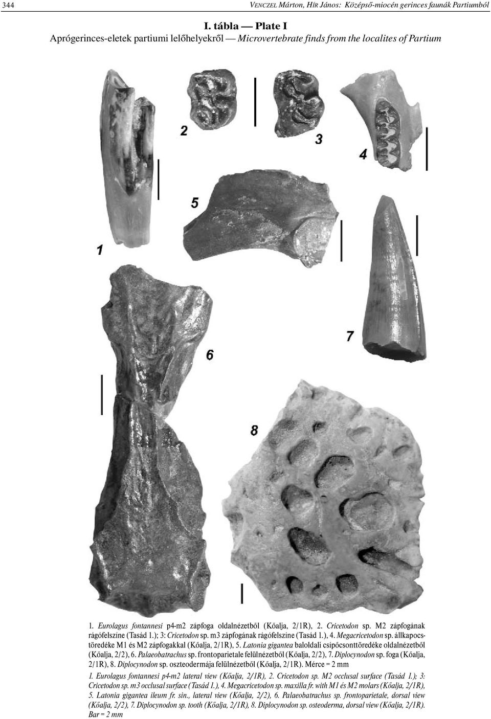 állkapocstöredéke M1 és M2 zápfogakkal (Kőalja, 2/1R), 5. Latonia gigantea baloldali csípőcsonttöredéke oldalnézetből (Kőalja, 2/2), 6. Palaeobatrachus sp.