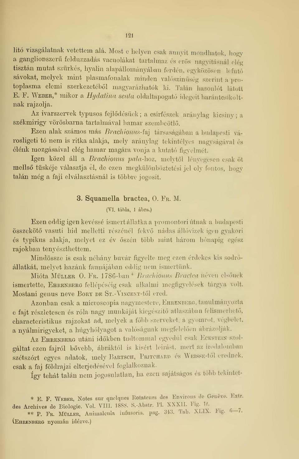 Tahin hasonlót látott E. F. Weber,* mikor a Hydatina senta oldaltapogató idegei! harántcsíkoltnak: rajzolja.