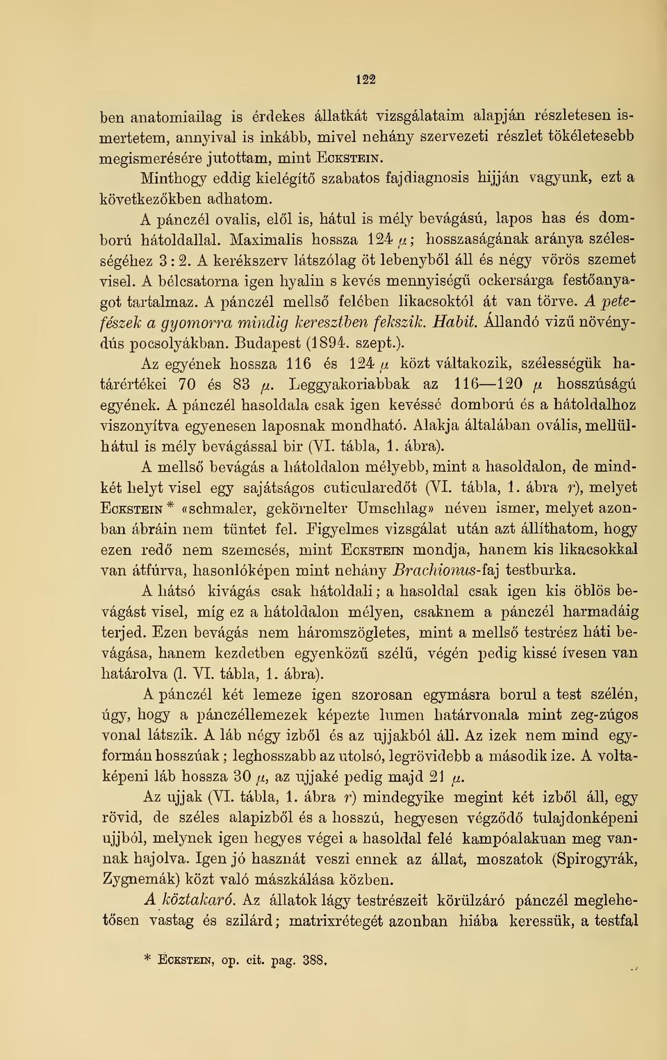 ; hosszaságának aránya szélességéhez 3 : 2. A kerékszerv látszólag öt lebenybl áll és négy vörös szemet visel. A bélcsatorna igen hyalin s kevés mennyiség ockersárga festanyagot tartalmaz.