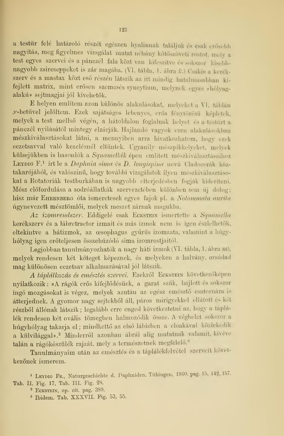 ) Csakis b I szerv és a mastax közt es részén látszik az itt niindig hatalmasabban kifejlett matrix, mint ersen szemcsés syncytium, melynek egyea ihólyagalakú» sejtmagjai jól kivehetk.