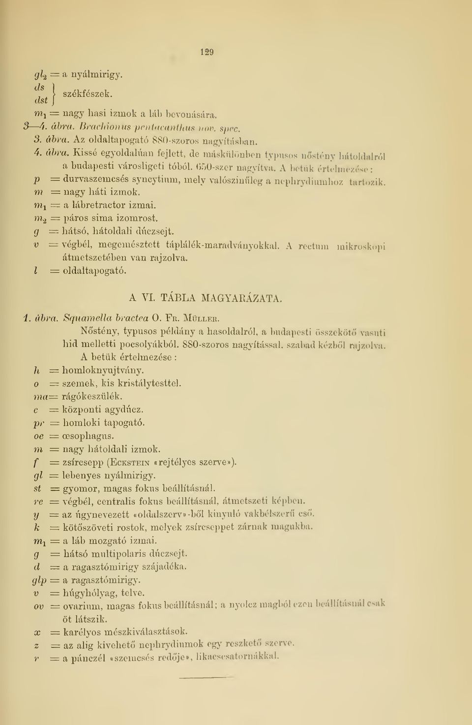 = hátsó, hátoldali dúczsejt. v = végbél, megemésztett táplálék-maradványokkal. A rectum mikroakopi átmetszetében van rajzolva. 1 = oldaltapogató. A VI. TÁBLA MAGYARÁZATA. 1. ábra. Squamella bractea 0.