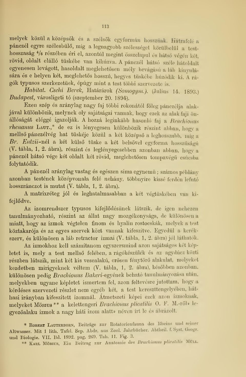 A pánczél hátsó széli hátoldali egyenesen levágott, hasoldalt meglehetsen mély bevágású a Láb kinyulására és e helyen két, meglehets hosszú, hegyes tüskébe húzódik ki.