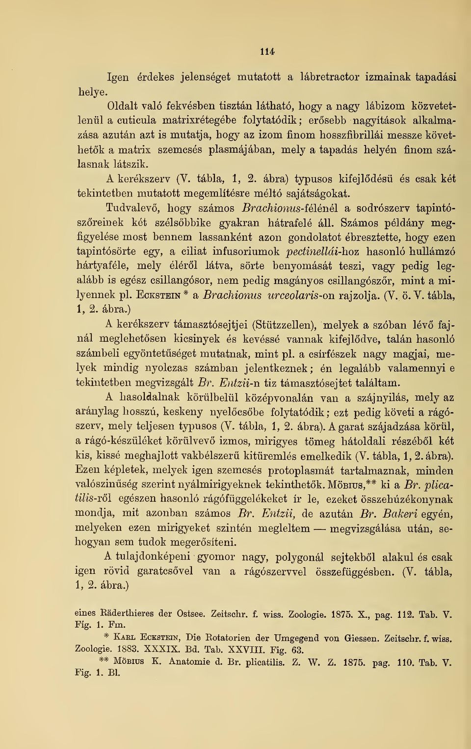 alkalmazása azután azt is mutatja, hogy az izom finom hosszfibrillái messze követhetk a matrix szemcsés plasmájában, mely a tapadás helyén finom szálasnak látszik. A kerékszerv (V. tábla, 1, 2.