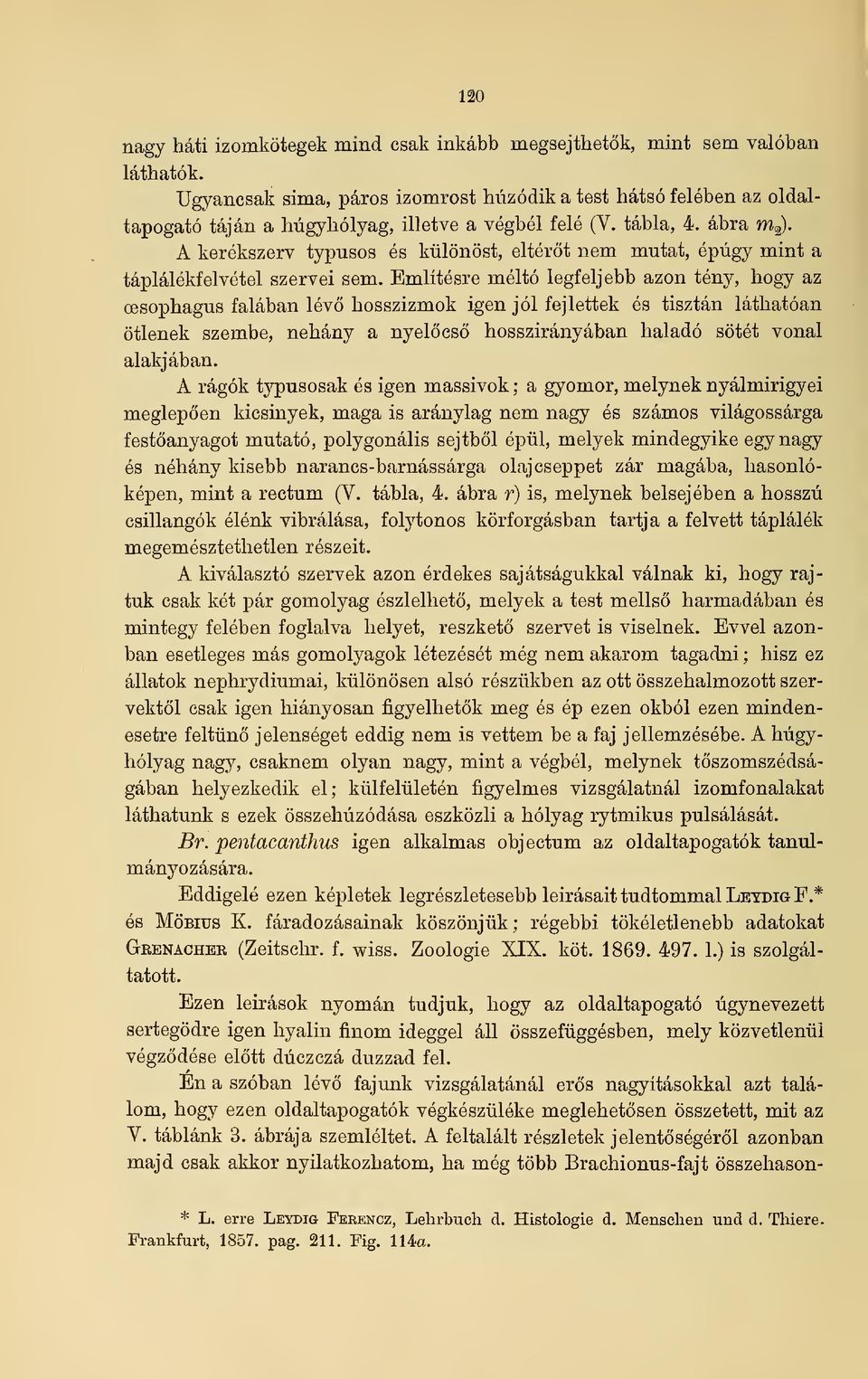 A kerékszerv typusos és különöst, eltért nem mutat, épúgy mint a hogy az táplálékfelvétel szervei sem.