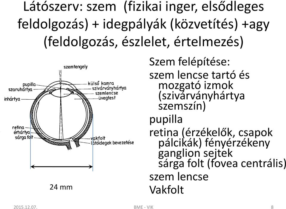 izmok (szivárványhártya szemszín) pupilla retina (érzékelők, csapok pálcikák)