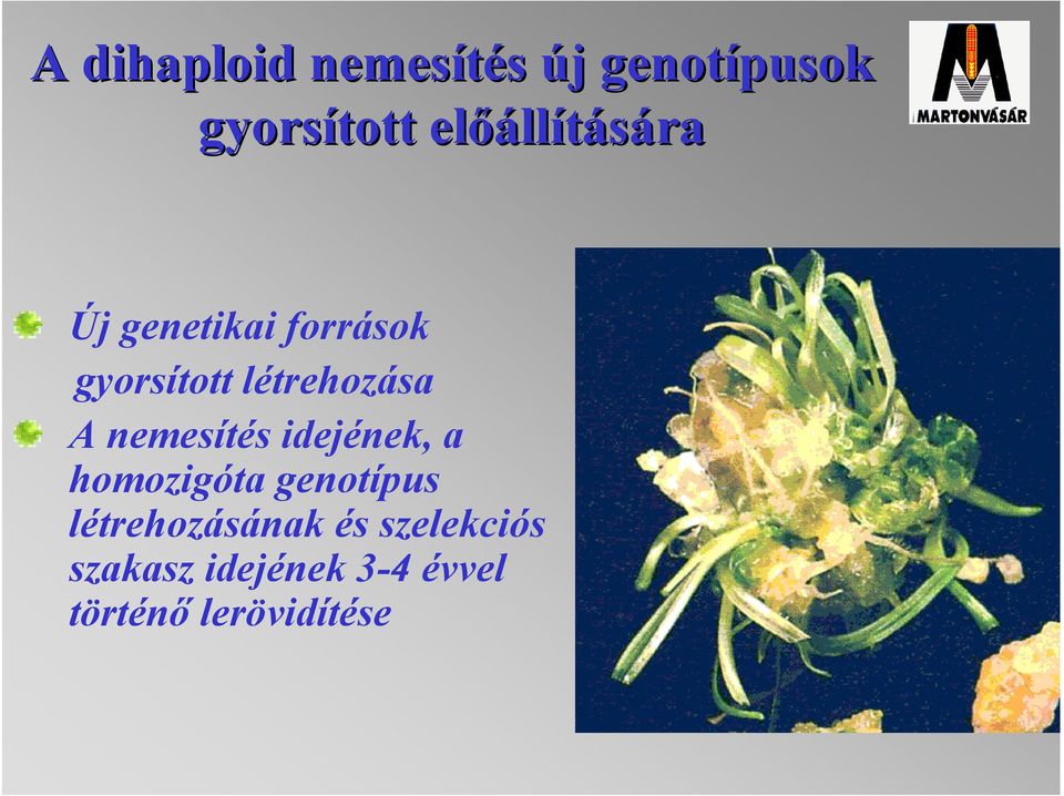 létrehozása A nemesítés idejének, a homozigóta genotípus