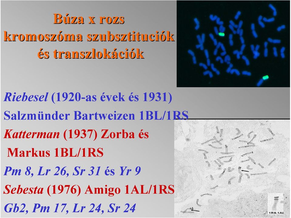 1BL/1RS Katterman (1937) Zorba és Markus 1BL/1RS Pm 8, Lr
