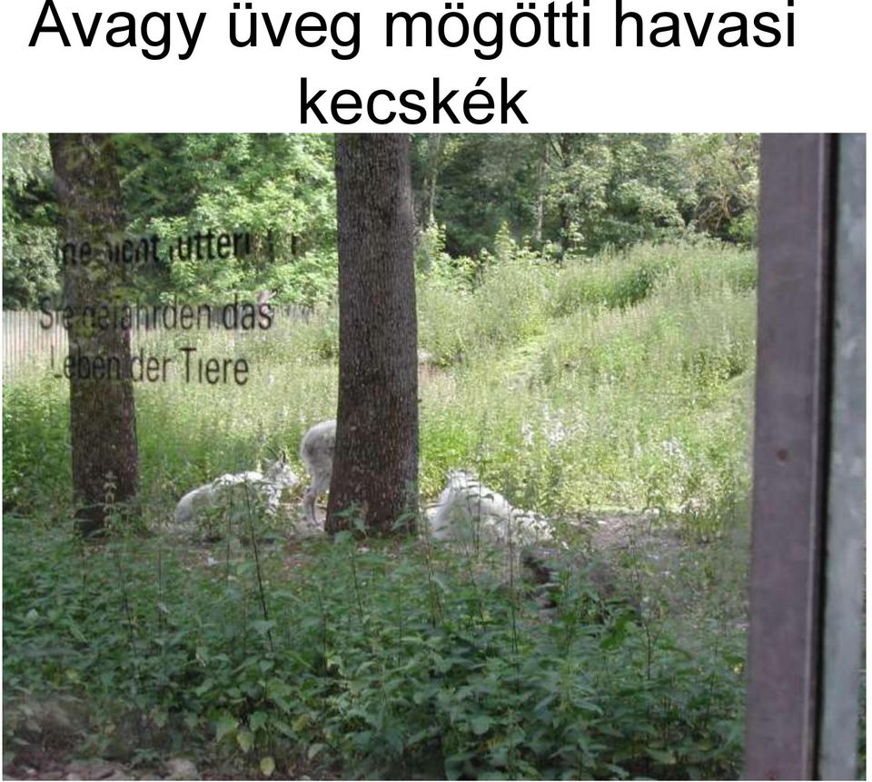 mögötti