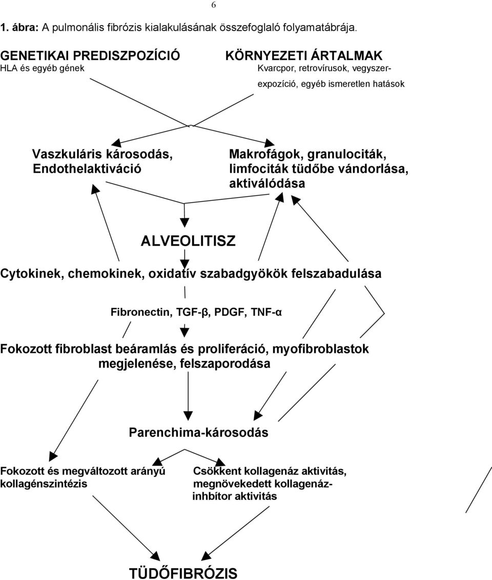 Makrofágok, granulociták, Endothelaktiváció limfociták tüdőbe vándorlása, aktiválódása ALVEOLITISZ Cytokinek, chemokinek, oxidatív szabadgyökök felszabadulása