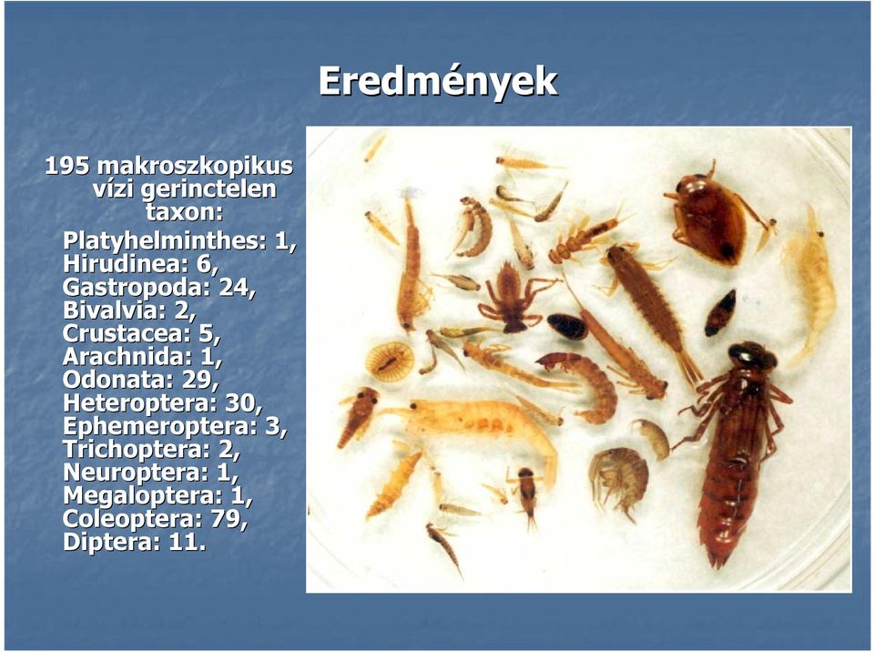 Arachnida: : 1, Odonata: : 29, Heteroptera: : 30, Ephemeroptera: : 3,