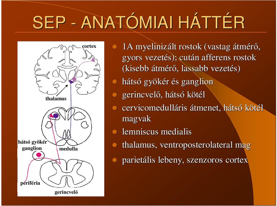 gyökér és ganglion gerincvelı,, hátsh tsó kötél cervicomedulláris ris átmenet, hátsh tsó kötél magvak