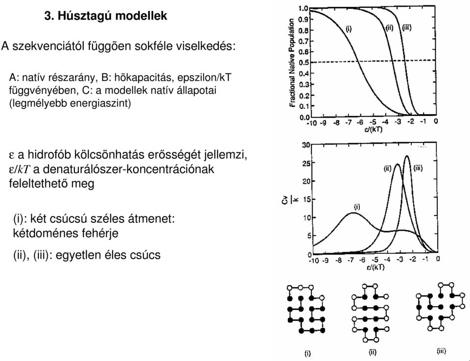 energiaszint) ε a hidrofób kölcsönhatás erısségét jellemzi, ε/kt a