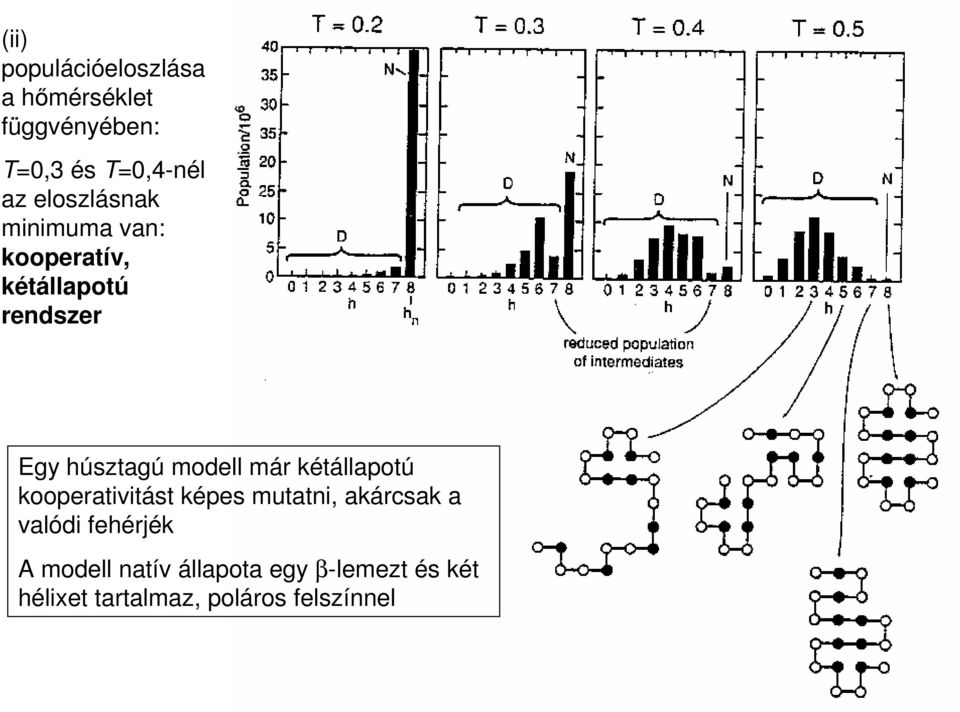 modell már kétállapotú kooperativitást képes mutatni, akárcsak a valódi