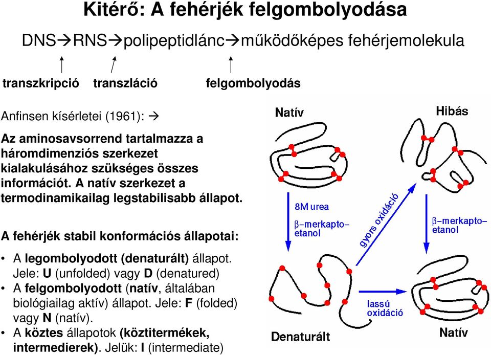 A natív szerkezet a termodinamikailag legstabilisabb állapot. A fehérjék stabil konformációs állapotai: A legombolyodott (denaturált) állapot.