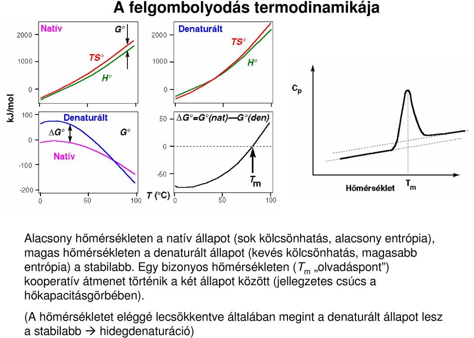 Egy bizonyos hımérsékleten (T m olvadáspont ) kooperatív átmenet történik a két állapot között (jellegzetes