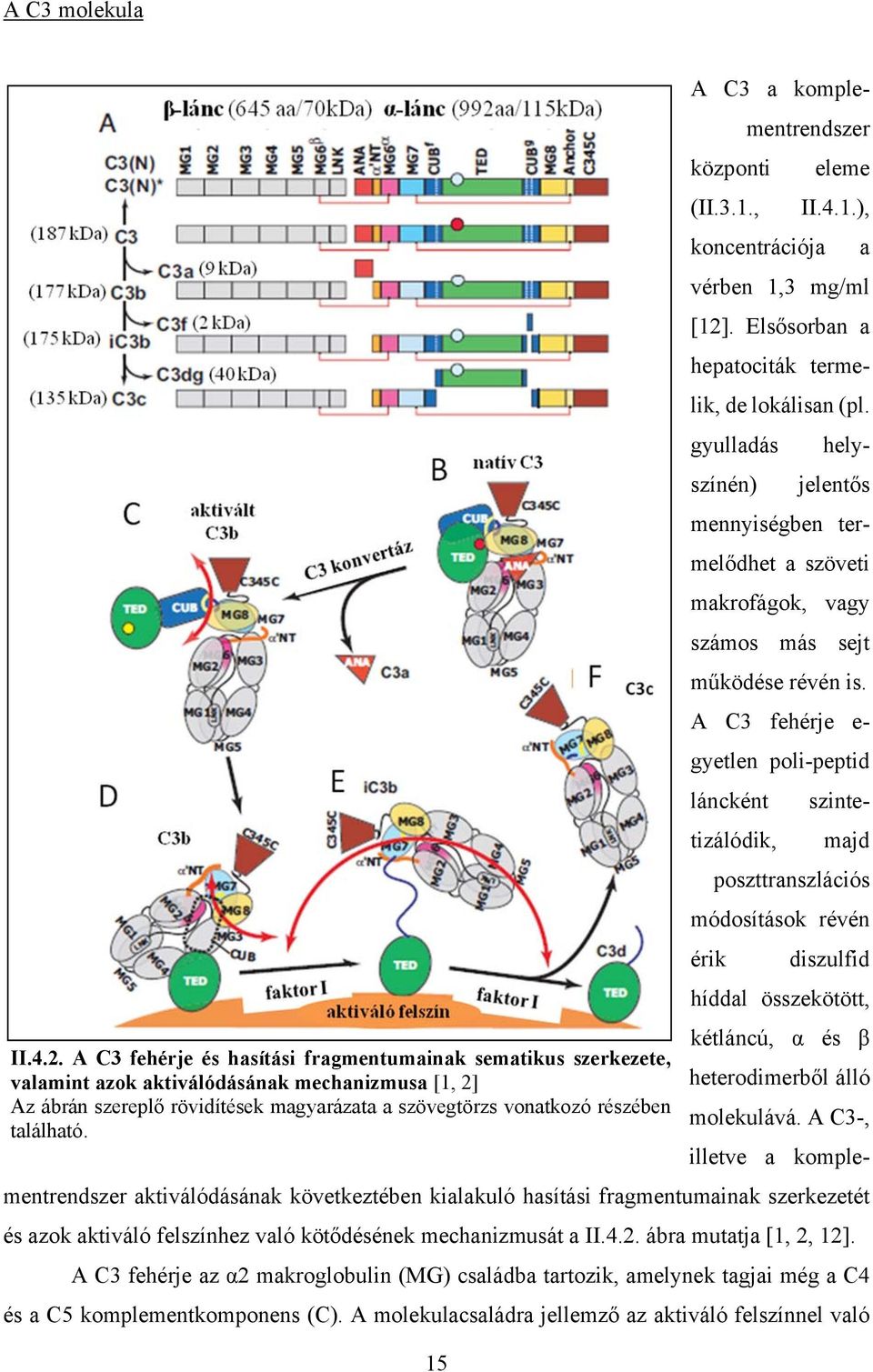 A C3 fehérje e- gyetlen poli-peptid láncként szintetizálódik, majd poszttranszlációs módosítások révén érik diszulfid híddal összekötött, kétláncú, α és β II.4.2.