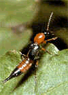 STAPHYLININEA - HOLYVAALKATÚAK Staphylinidae - holyvafélék L. hangyabolyban; doppingszer légybábban; 100X méretkül.