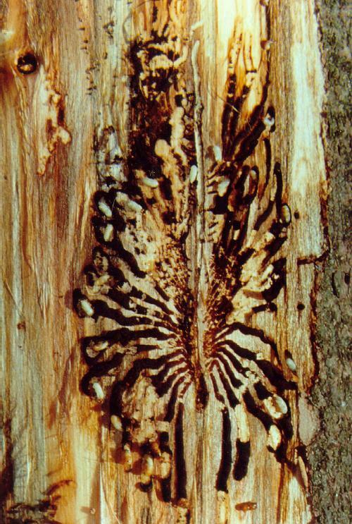 Ipidae (Scolytidae) - szúfélék Betűző szú (Ips typographus) tápnövényei a fenyőfélék beteg fákon gyakori, de