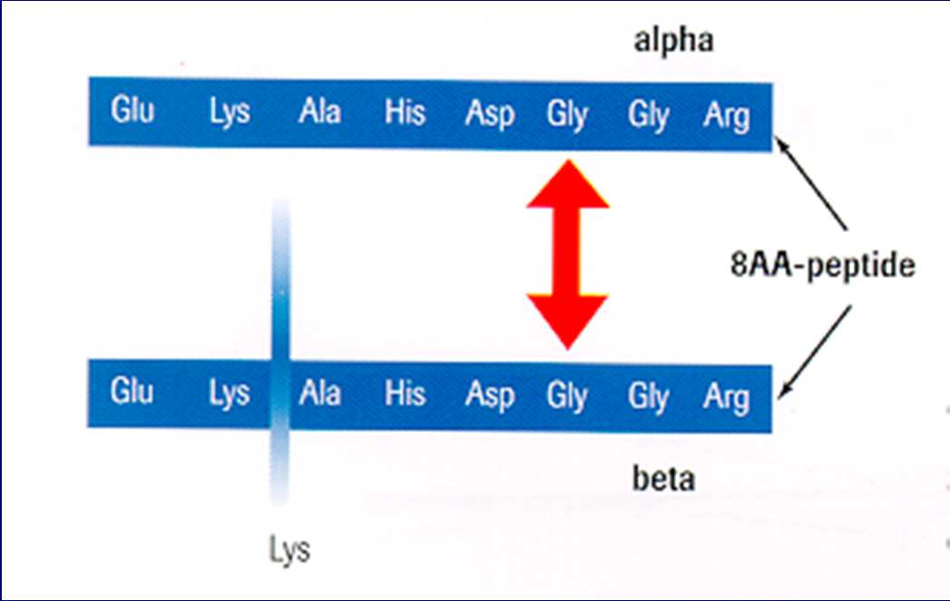 I-es típusú kollagén degradációs termékek Bone aging:β- Asp Cross-linked