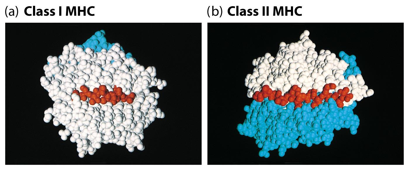 MHC I és MHC II