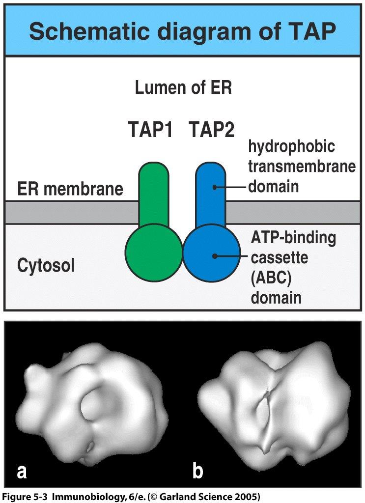 Associated with