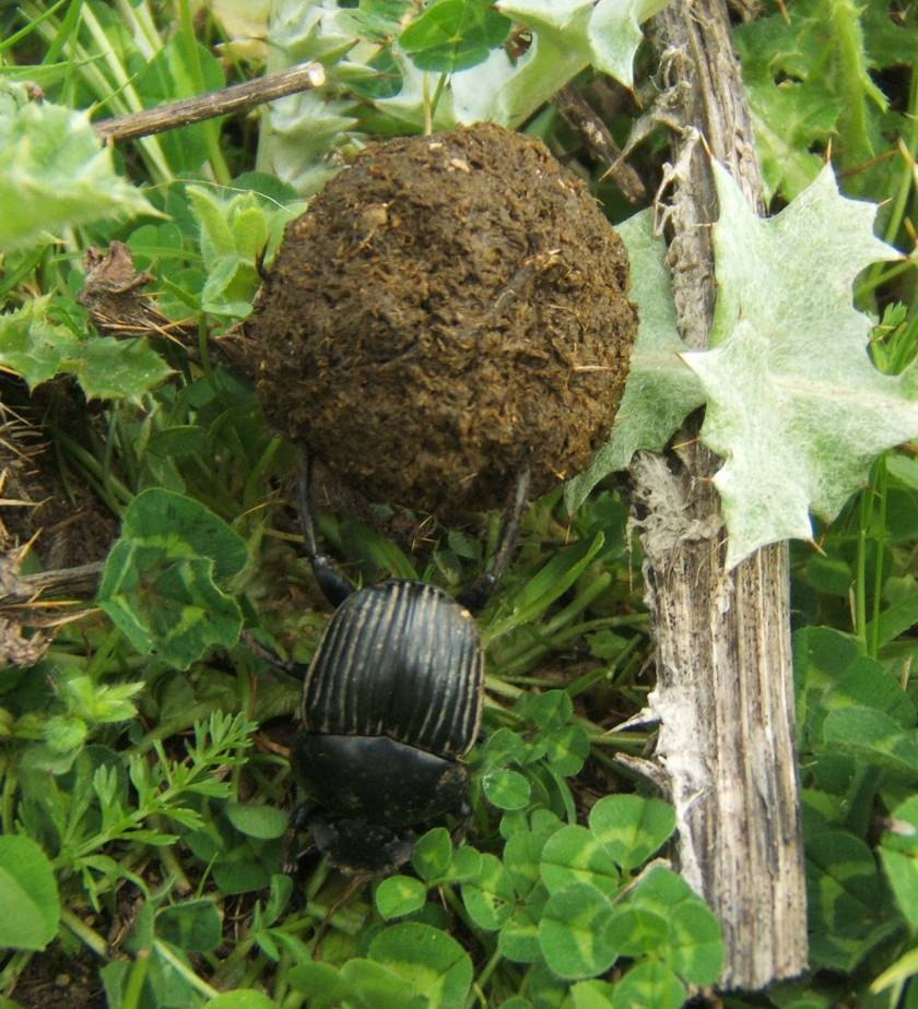 Haszon: táplálék Haszon: paraziták és parazitoidok Haszon: gyógyászat Haszon: selyemhernyó Tűzhangya (hisztamin) Mézből