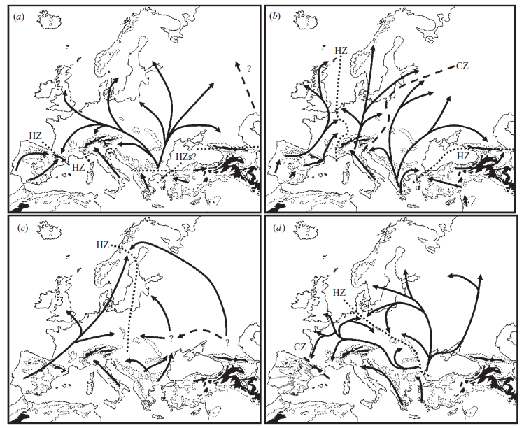 1. ábra. Az európai mérsékeltövi fajok posztglaciális rekolonizációja négy általános mintázat (paradigma) alapján (HZ, szaggatott vonal: hibridzóna) (HEWITT 1999, 2004).